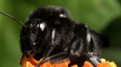 Черно bumblebert